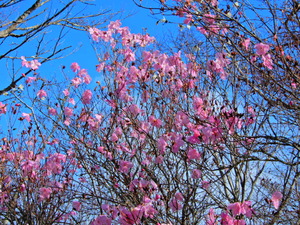 DSCN0046
