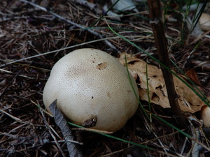 DSCN0699