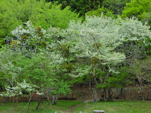 DSCN9566