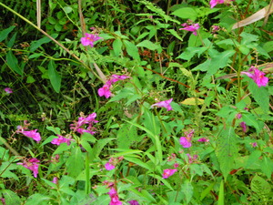 DSCN0008
