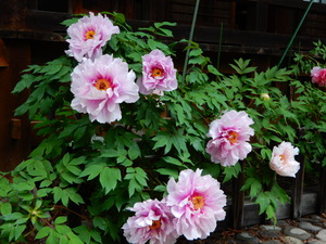 DSCN9312