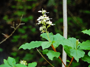 DSCN0370