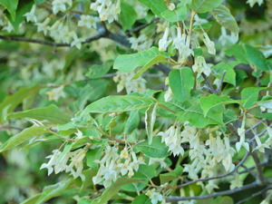 DSCN0250