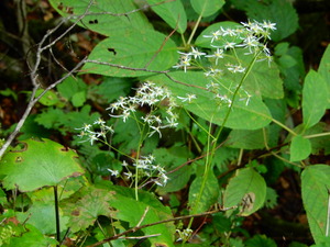 DSCN0809