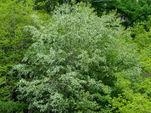 DSCN9741