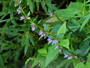 DSCN9315