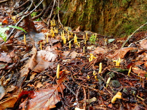 DSCN0287