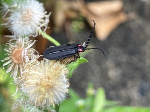 40039515-DA0D-4457-92AE-D7CA69FFEBA5