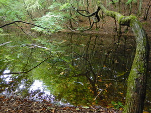 DSCN0965