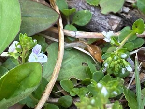 IMG_9208