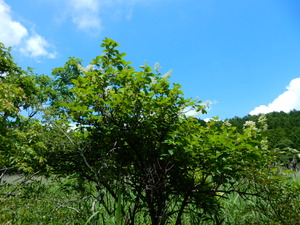 DSCN0600