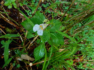 DSCN0241