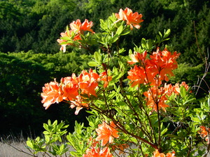 DSCN1479