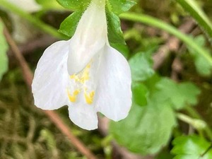 IMG_9741