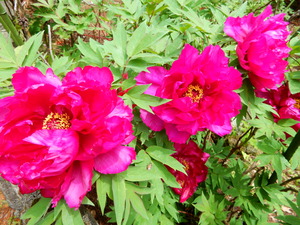 DSCN9343