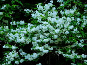 DSCN0009