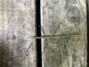 C5BD3724-A869-4B1A-9E66-D9BADC67CA61