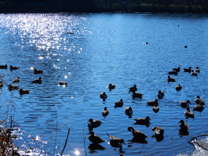 DSCN0443