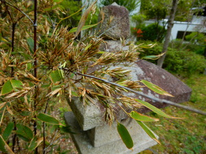 DSCN9987