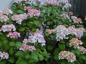 DSCN0026