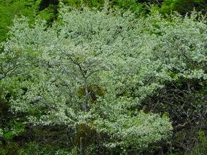 DSCN9567