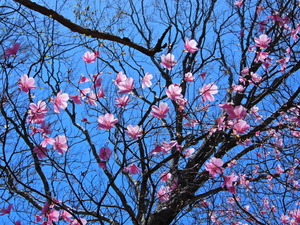DSCN0455