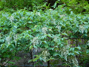 DSCN0667