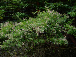 DSCN0605