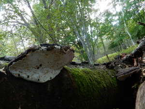 DSCN1468