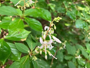IMG_1207