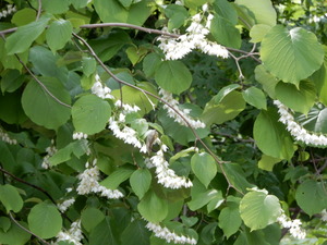 DSCN9274