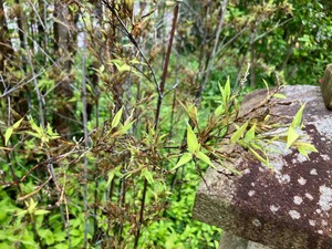 IMG_0139