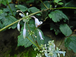 DSCN9762