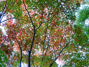 DSCN0104