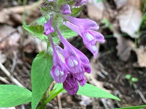 IMG_2240