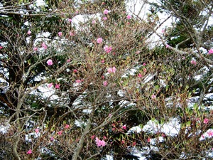 DSCN0698