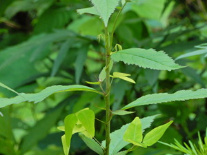 DSCN0287