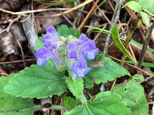 IMG_9381