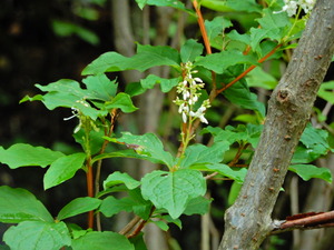 DSCN0371