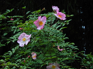 DSCN9703