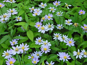 DSCN0349