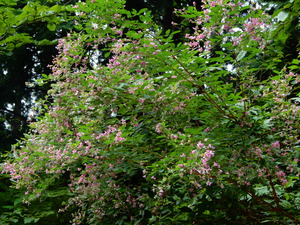 DSCN0567