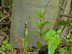 DSCN0206