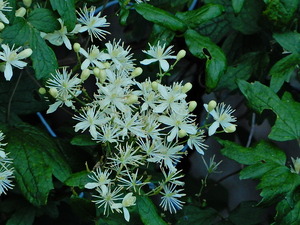 DSCN9879