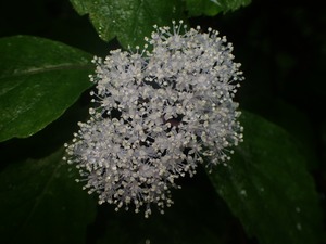 P6082980