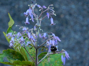DSCN0690