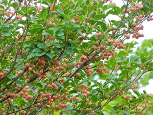 DSCN9605