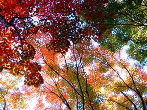 DSCN9636