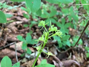 IMG_0651