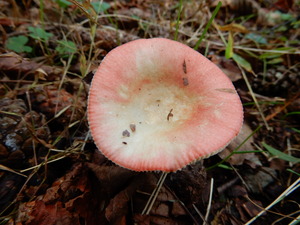DSCN1447